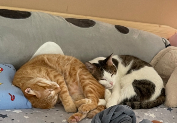 慈熙太厚的世界